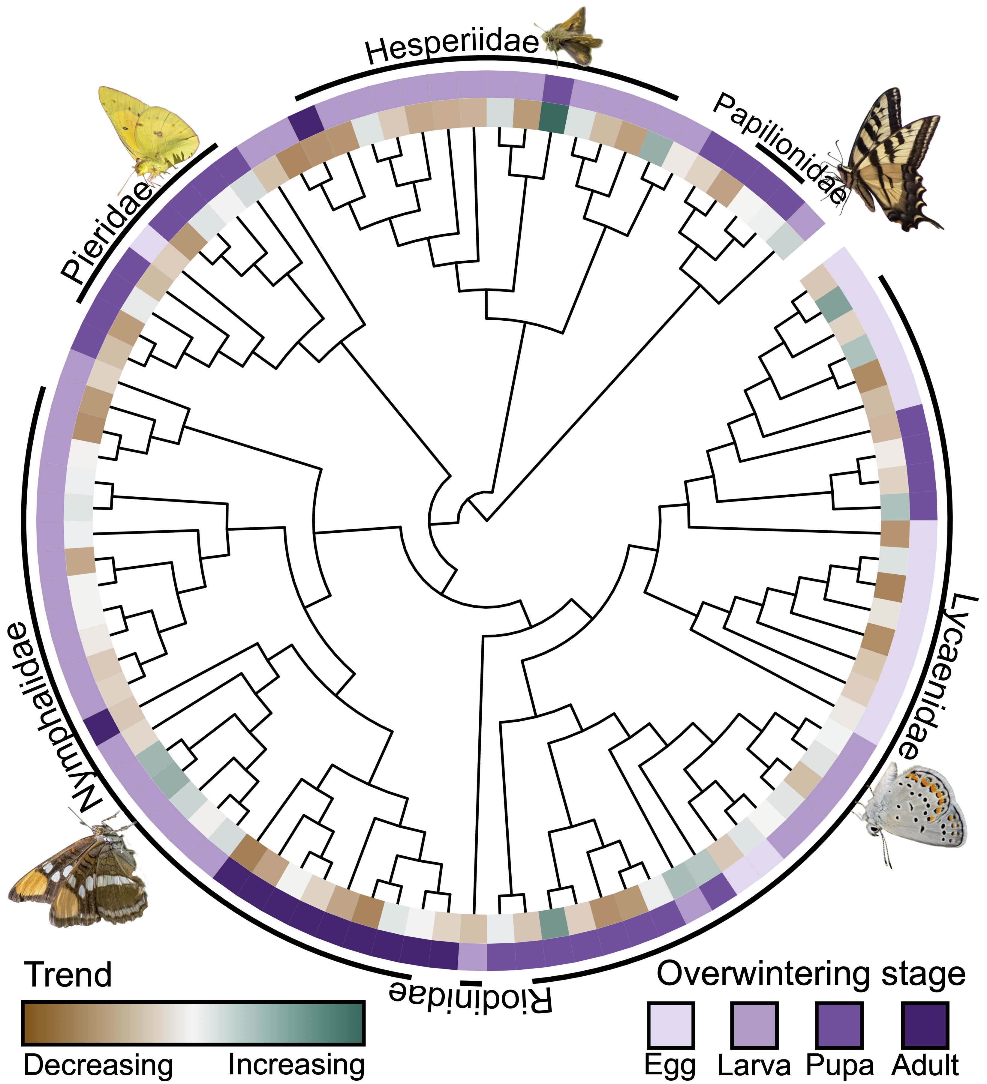 Pylogenetic tree of California montane butterflies